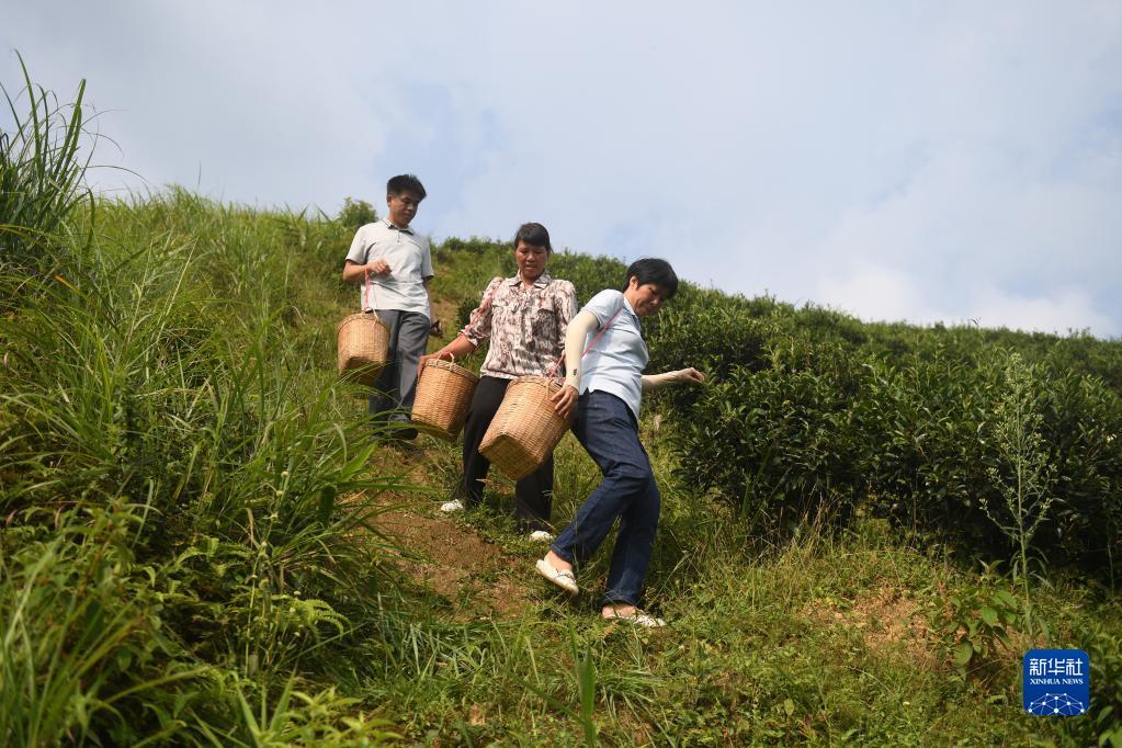 在廣西蒼梧縣六堡鎮(zhèn)山坪村，祝雪蘭（前）和村民采茶后走下茶山（2022年9月22日攝）。新華社記者 陸波岸 攝